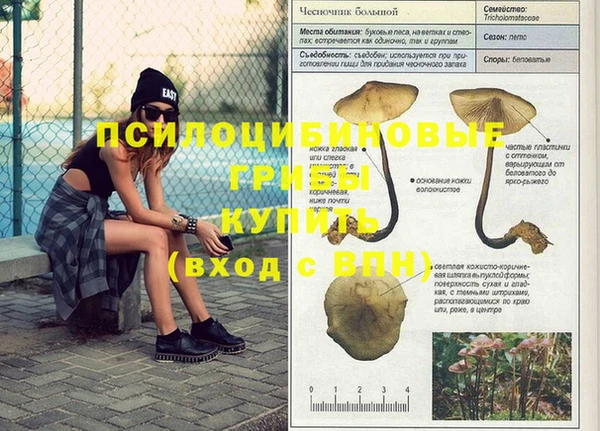 индика Богданович